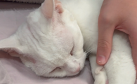 猫咪肺水肿吃什么药最有效