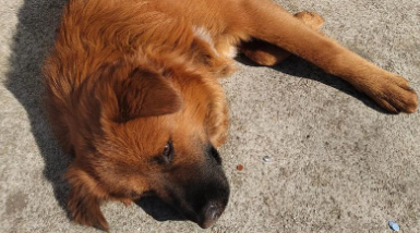 狗怀孕为什么会变瘦