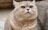 猫凝血障碍严重吗
