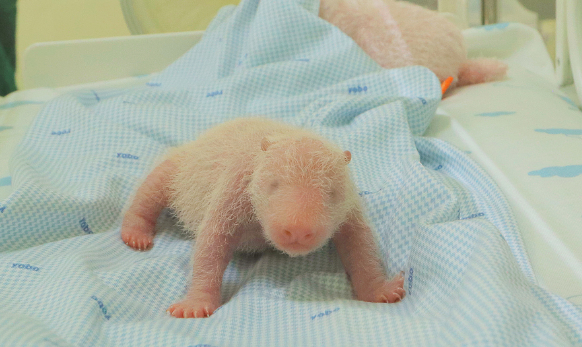 首只在印尼诞生大熊猫“里奥”正式亮相