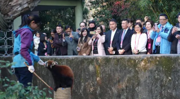 上海将赠送小熊猫给台北，台北市市长蒋万安表示感谢