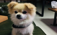 狗狗吐黄水呼吸急促是怎么回事