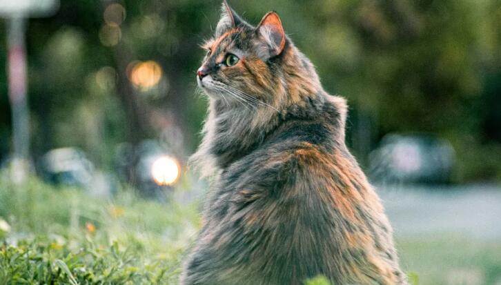 为什么说宠物医疗健康服务，要推开高端细分市场的“窄门”？