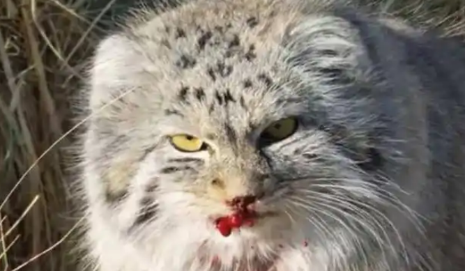顶级保护动物兔狲被咬死,35%的猎杀竟来自家犬 顶级保护动物兔狲被咬死,35%的猎杀竟来自家犬