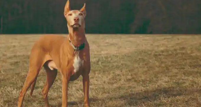 法老王猎犬一生认几个主人？忠诚背后的真相令人感动！