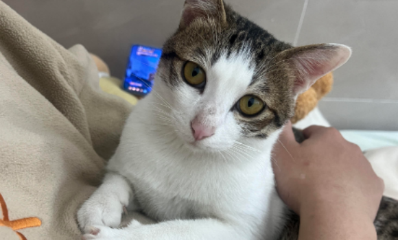 猫咪肥胖症怎么办