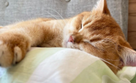 猫传染性腹膜炎能治好吗