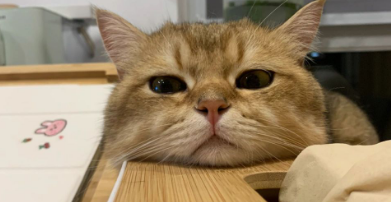 猫咪受凉了拉肚子怎么办