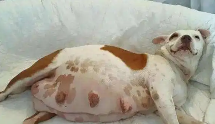 狗狗腹部变大不吃饭是假孕还是子宫蓄脓