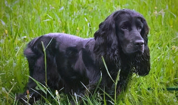美国水猎犬：寿命、性格与智商的全面解析