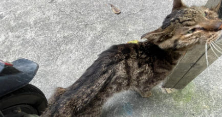 猫咪不吃不喝总睡觉体重下降怎么办? 猫咪不吃不喝总睡觉体重下降怎么办?