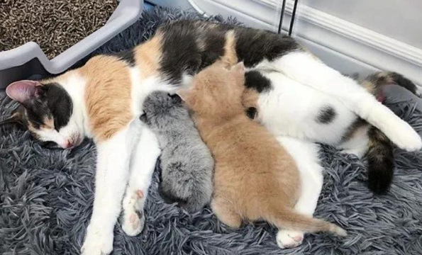 流浪小猫被遗弃街头，竟被猫妈妈收养，还收获了个暖心姐姐