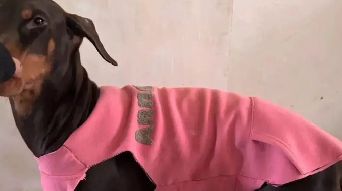 妹子用卫衣给杜宾犬改了件衣服,这个搭配……超绝啊 妹子用卫衣给杜宾犬改了件衣服,这个搭配……超绝啊