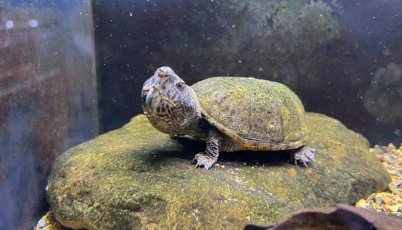 新手养龟不踩坑！这几种蛋龟，省心又好养