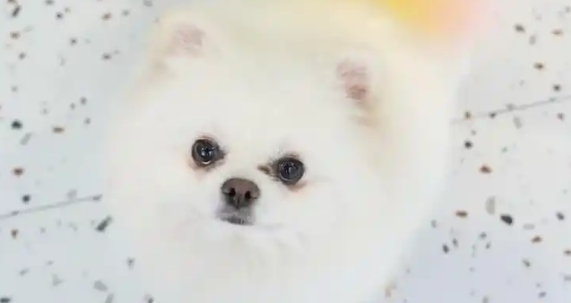 市场规模达3126亿 宠物经济跨界融合掀热潮 市场规模达3126亿 宠物经济跨界融合掀热潮