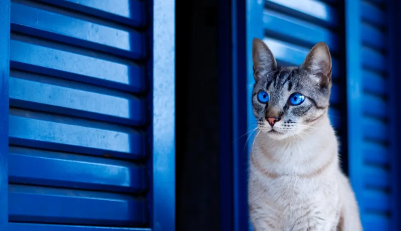宠物行业下沉市场,是最后的流量洼地还是差异化的新战场? 宠物行业下沉市场,是最后的流量洼地还是差异化的新战场?