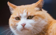 猫牙结石怎么抠下来