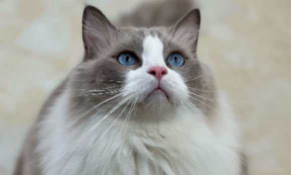 猫角膜炎会传染吗