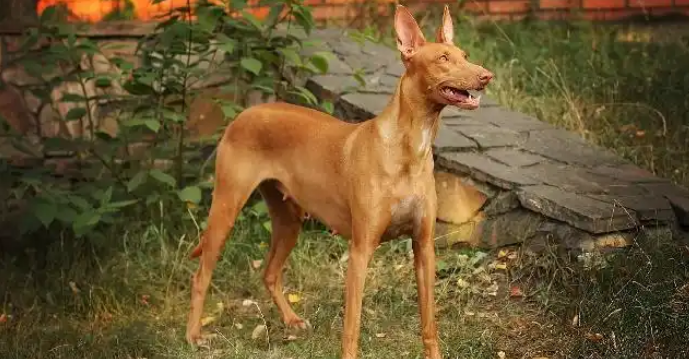 法老王猎犬肠胃炎症状及相关治疗方法分享~