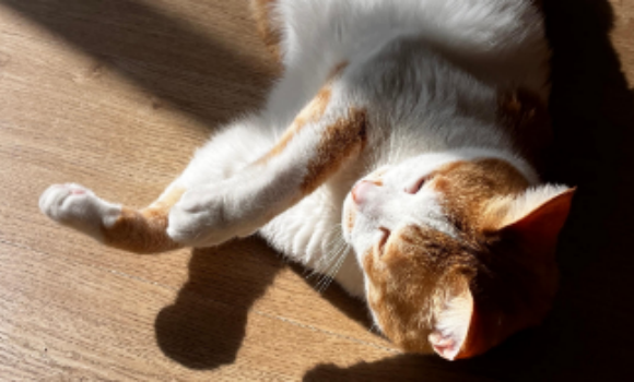 猫咪杯状病毒感染症状是什么 猫咪杯状病毒感染症状是什么