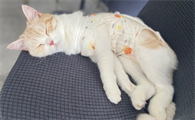 母猫六个月绝育会不会太早