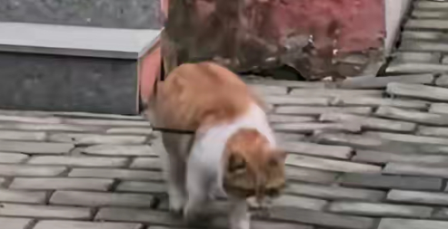 天津一小区流浪猫被箭射中，支撑一周多获救助