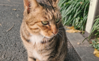 猫咪冠状病毒怎么引起的