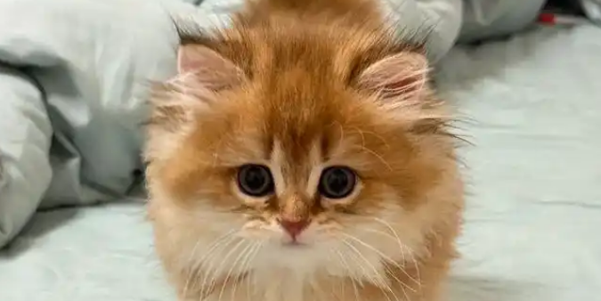 奶猫精心策划偷袭大戏，被猫妈一个眼神破功，秒变乖巧！