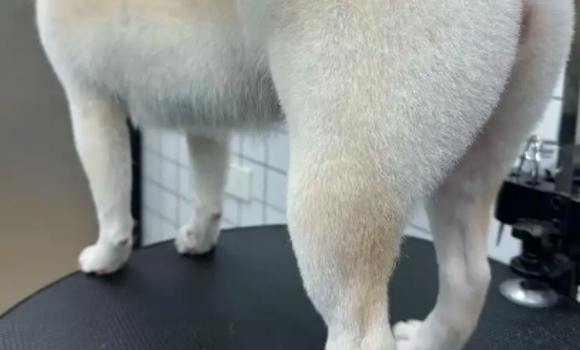 狗关节炎吃什么药