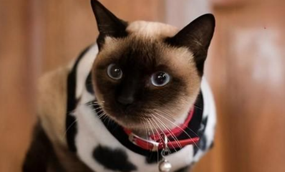 猫鼻支是什么原因引起的