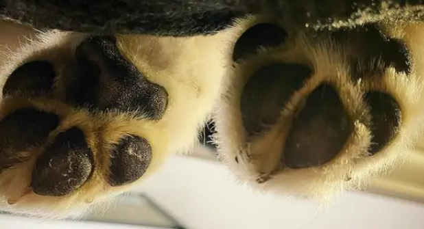 男演员捡流浪狗被全网嫌弃，两个月后......网友：捡到宝了