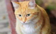 猫急性肠胃炎的症状