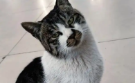 猫瘟后期为什么会腹痛