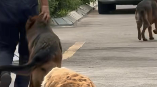 一男子吐槽邻居小区内遛藏獒等多条大型犬不牵绳最新进展