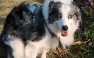 犬蛔虫病怎么办