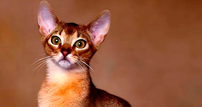 埃及猫：猫咪界的智商担当！