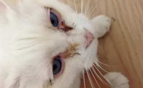 小猫咳嗽抽搐眼睛分泌物多怎么办