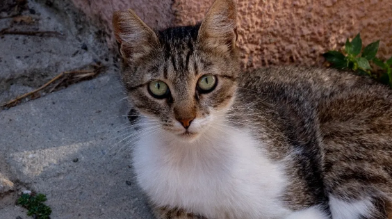 叩问宠物肥胖焦虑，国产宠物减肥药普瑞泊肽注射液申报上市