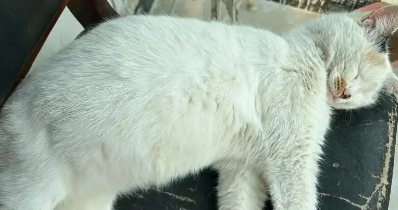 猫传腹初期会有腹水吗