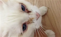 小猫咳嗽抽搐眼睛分泌物多怎么办