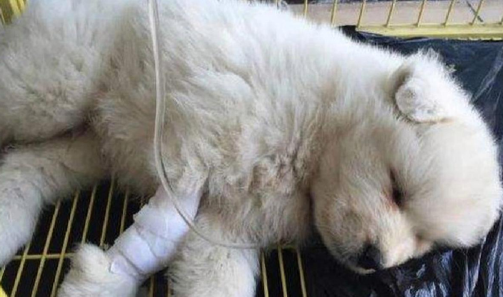 狗狗细小怎么治疗最快最有效