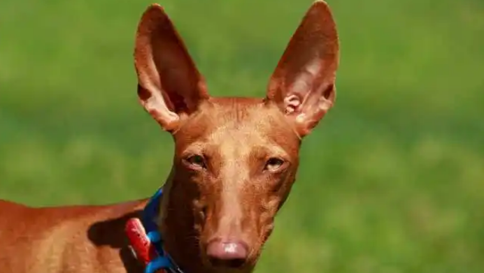 法老王猎犬怀孕多久能看出来？养宠达人分享经验！