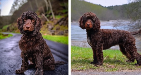 美国水猎犬：活力四射的猎犬伴侣