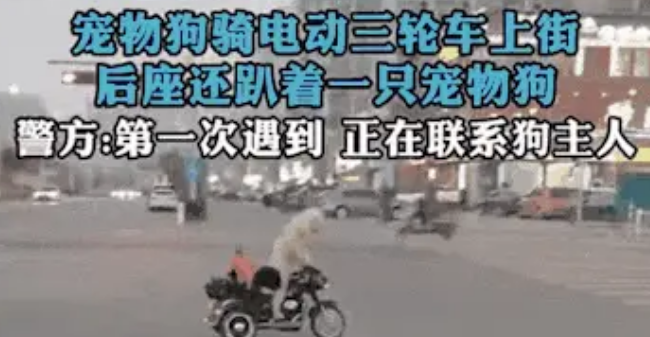 宠物狗骑车带另一只狗上街 背后隐患引关注