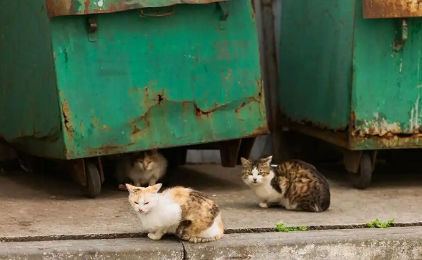 流浪动物哪来的?宁波一小区禁止投喂流浪猫,业主怒斥凭什么禁止 流浪动物哪来的?宁波一小区禁止投喂流浪猫,业主怒斥凭什么禁止
