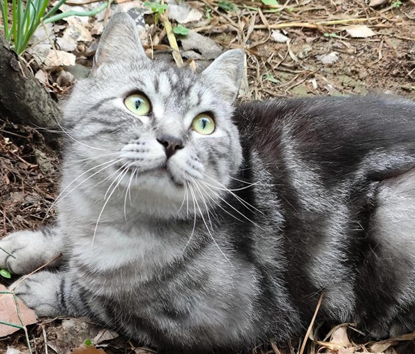 猫咪腿肿溃烂是怎么回事 猫咪腿肿溃烂是怎么回事