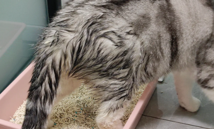 猫尿闭导尿后复发怎么办 猫尿闭导尿后复发怎么办