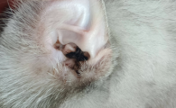 猫眼睛发红有分泌物，耳螨影响怎么办？
