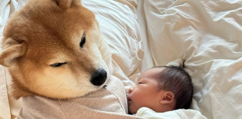 全职“汪保姆”上岗：盯游泳护滑梯、当靠垫拦小羊，比亲妈还操心