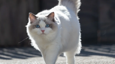 如何预防布偶猫尿道结石 如何预防布偶猫尿道结石